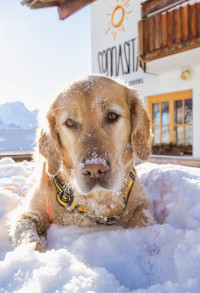 11. Platz beim hundehotel.info Award 2026: Natur.Genuss.Hotel - Sonnasita