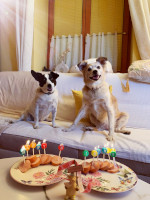 26. Platz beim hundehotel.info Award 2026: FerienAPPARTEMENTS Landhaus F&uuml;hlDichWohl