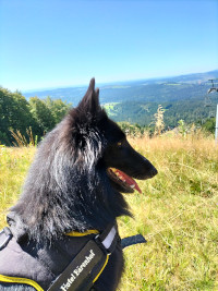 32. Platz beim hundehotel.info Award 2026: Hotel B&auml;renhof