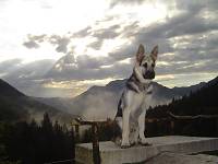 8. Platz beim hundehotel.info Award 2026: Blickner Alm